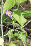 Propeller flower